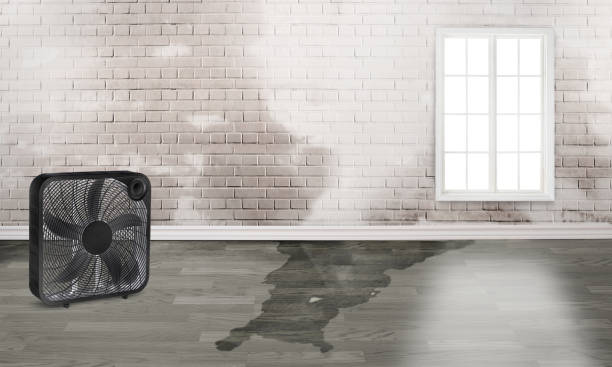Best 24/7 water damage repair  in St Louis, MI