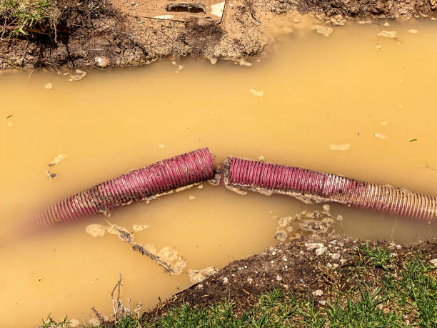 Best Mold removal after water damage  in St Louis, MI